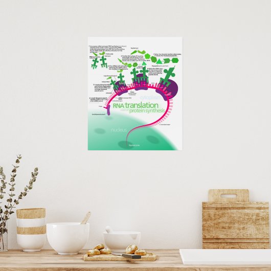 Proteïne Synthese Diagram van RNA vertaling Poster (Keuken)