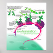 Proteïne Synthese Diagram van RNA vertaling Poster (Voorkant)