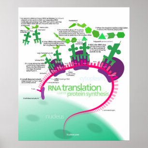 Proteïne Synthese Diagram van RNA vertaling Poster