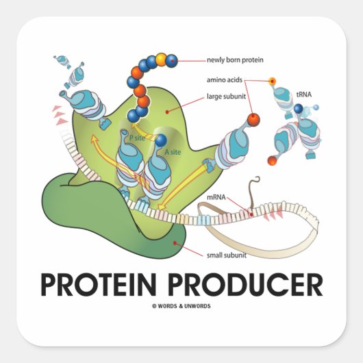 Proteïneproducent (mRNA-tRNA-eiwitsynthese) Vierkante Sticker (Voorkant)