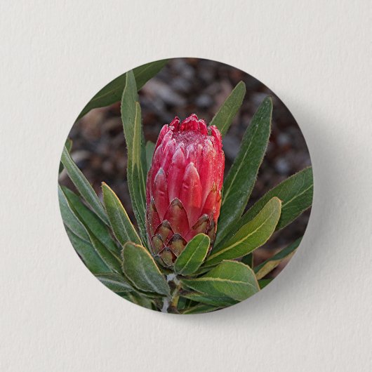 Protheebloem met regendruppels ronde button 5,7 cm (Voorkant)