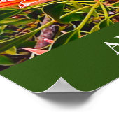 Protheembloem Australische reisdruk Poster (Hoek)