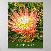 Protheembloem Australische reisdruk Poster (Voorkant)