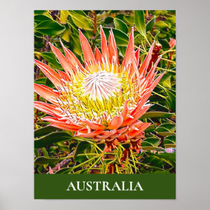 Protheembloem Australische reisdruk Poster