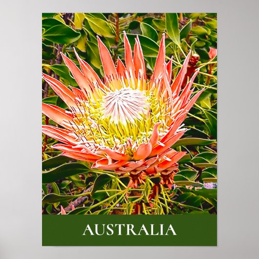 Protheembloem Australische reisdruk Poster (Voorkant)
