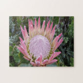 Protheetsuiker struik legpuzzel (Horizontaal)