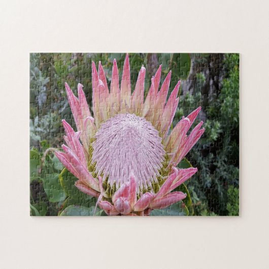 Protheetsuiker struik legpuzzel (Horizontaal)