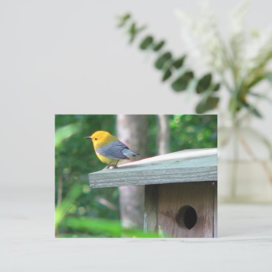 Prothonotary eist het Briefkaart van de Doos (Staand voorkant)