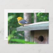 Prothonotary eist het Briefkaart van de Doos (Voorkant / Achterkant)