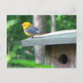 Prothonotary eist het Briefkaart van de Doos (Voorkant)