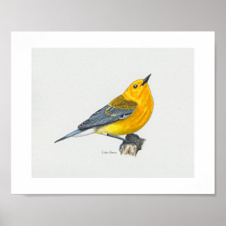 Prothonotary Warbler Art Print