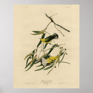 Prothonotary Warbler - Audubon's Birds of America Poster