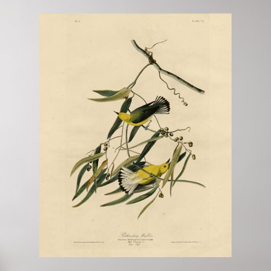 Prothonotary Warbler - Audubon's Birds of America Poster (Voorkant)