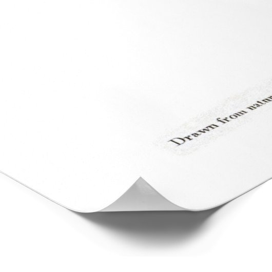 Prothonotary Warbler Birds of America Audubon Poster (Hoek)