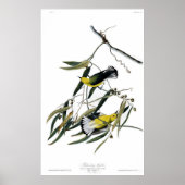 Prothonotary Warbler Birds of America Audubon Poster (Voorkant)