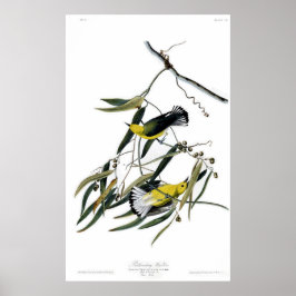 Prothonotary Warbler Birds of America Audubon Poster
