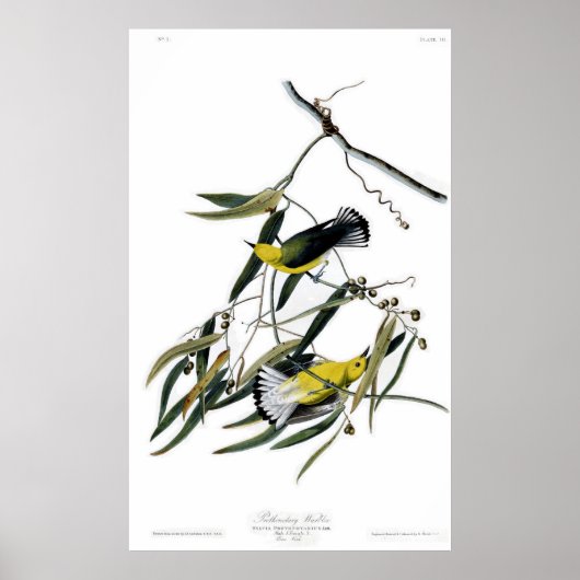 Prothonotary Warbler Birds of America Audubon Poster (Voorkant)