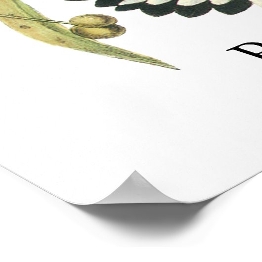 Prothonotary Warbler, John Audubon Poster (Hoek)