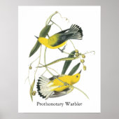 Prothonotary Warbler, John Audubon Poster (Voorkant)
