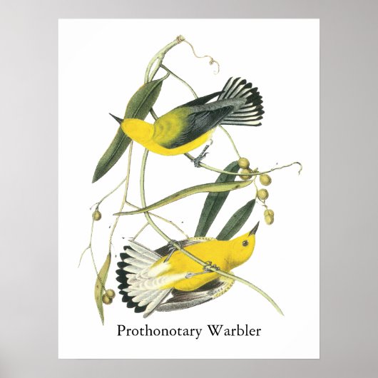 Prothonotary Warbler, John Audubon Poster (Voorkant)