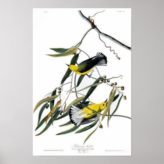 Prothonotary Warbler John James Audubon Birds Poster (Voorkant)
