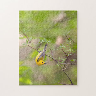 Prothonotary Warbler Legpuzzel