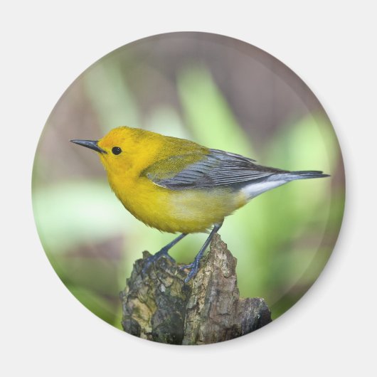 Prothonotary Warbler Magneet (Voorkant)