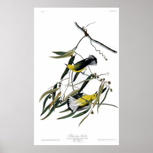 Prothonotary Warbler Poster (Voorkant)