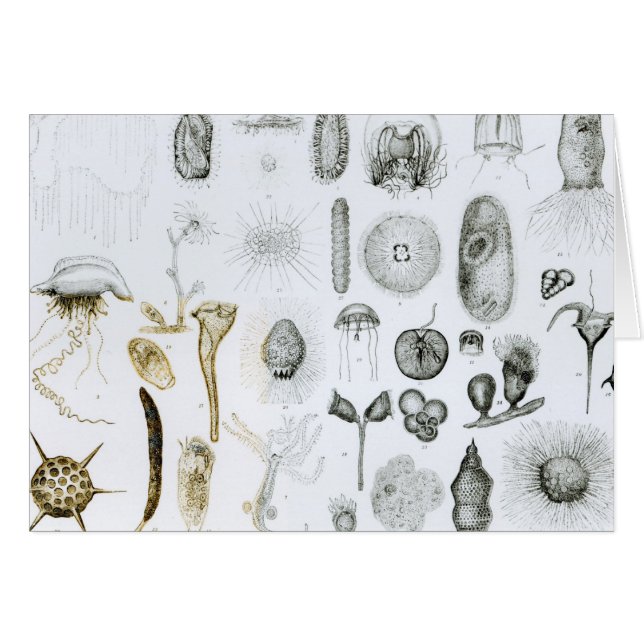 Protozoa en Coelenterata (Voorkant Horizontaal)