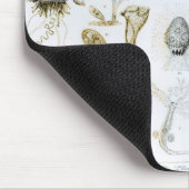 Protozoa en Coelenterata Muismat (Hoek)