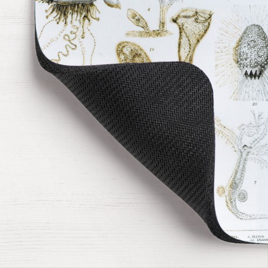 Protozoa en Coelenterata Muismat (Hoek)