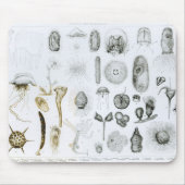 Protozoa en Coelenterata Muismat (Voorkant)