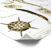 Protozoa en Coelenterata Poster (Hoek)