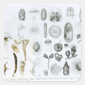 Protozoa en Coelenterata Vierkante Sticker (Voorkant)