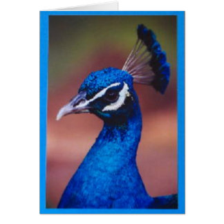 Proud als een pacock