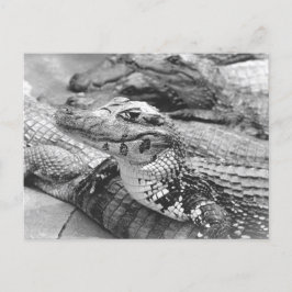 Proud Amazonian Baby Crocodile Briefkaart