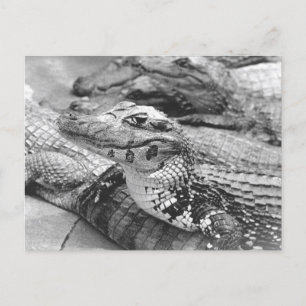 Proud Amazonian Baby Crocodile Briefkaart