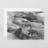 Proud Amazonian Baby Crocodile Briefkaart (Voorkant / Achterkant)
