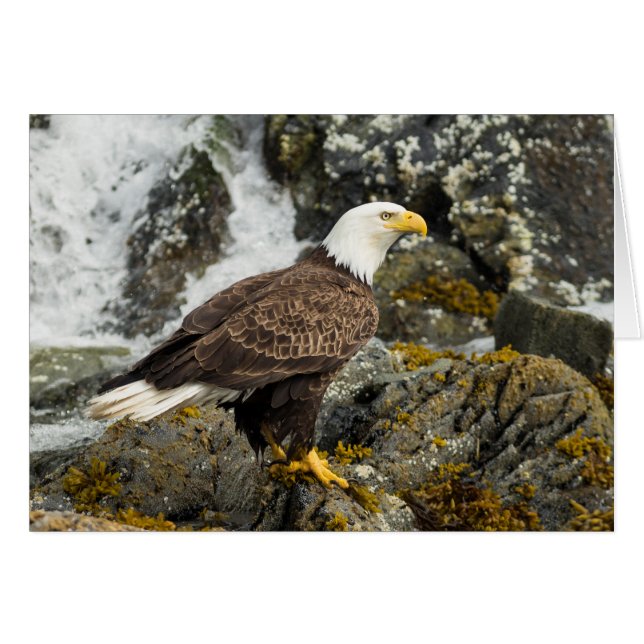Proud Bald Eagle (Voorkant Horizontaal)