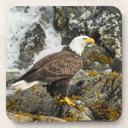 Proud Bald Eagle Bier Onderzetter (Voorkant)