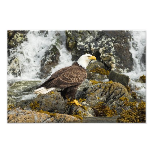 Proud Bald Eagle Foto Afdruk (Voorkant)