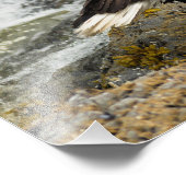 Proud Bald Eagle Foto Afdruk (Hoek)