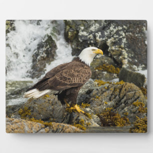 Proud Bald Eagle Fotoplaat
