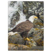 Proud Bald Eagle Klembord (Achterkant)