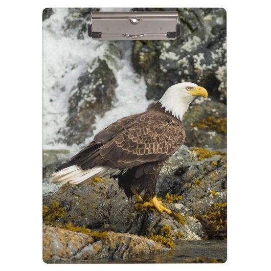 Proud Bald Eagle Klembord (Voorkant)