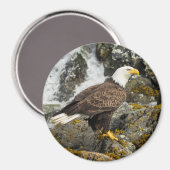 Proud Bald Eagle Magneet (Voorkant / Achterkant)