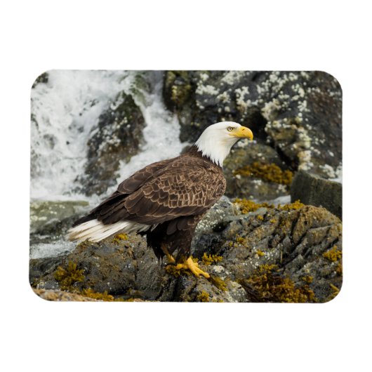 Proud Bald Eagle Magneet (Horizontaal)