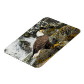 Proud Bald Eagle Magneet (Linkerzijde)