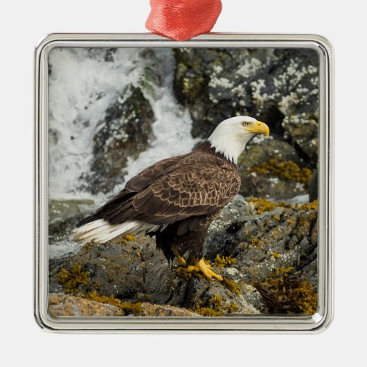 Proud Bald Eagle Metalen Ornament (Voorkant)