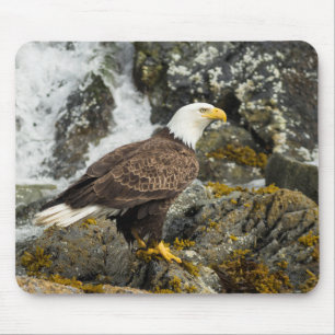 Proud Bald Eagle Muismat